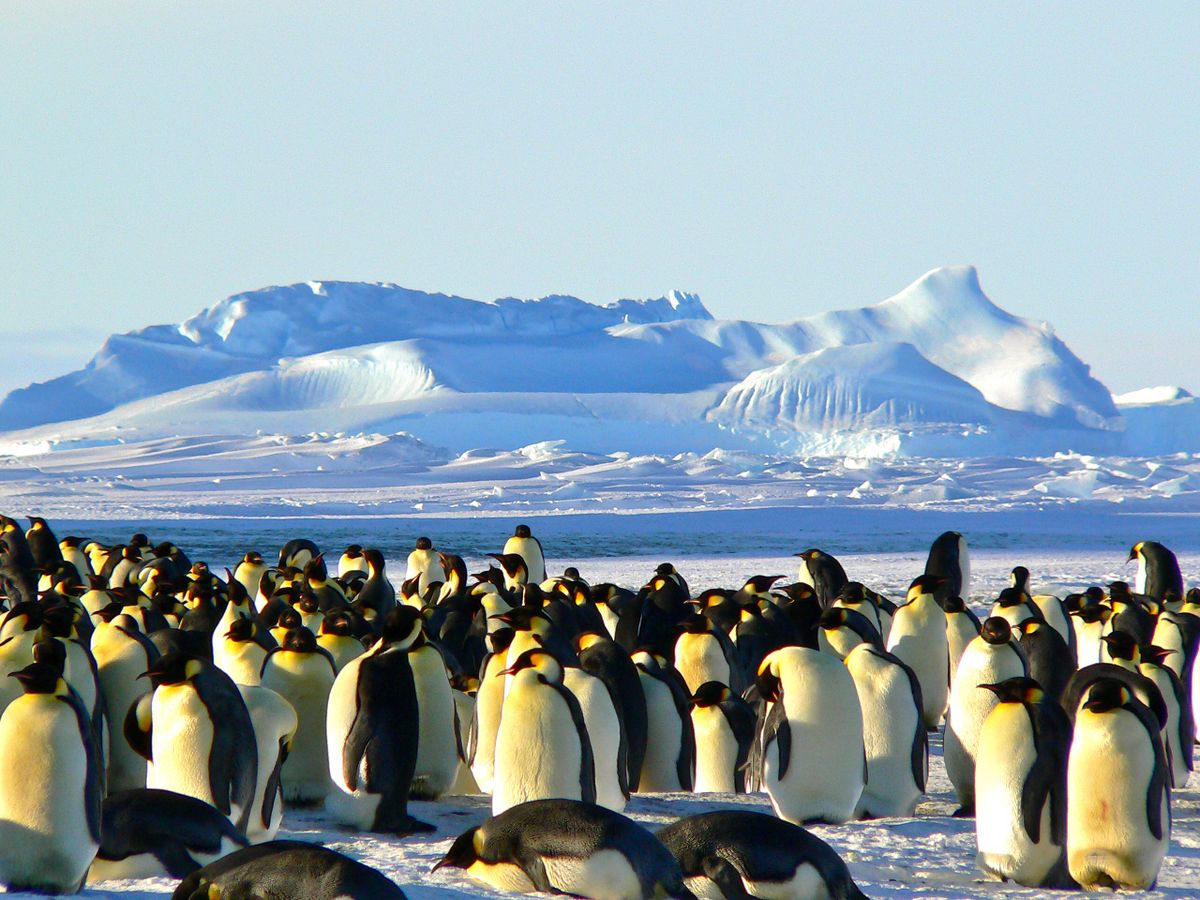 Emperor penguins on Antarctic ice with snowy mountains in the background
